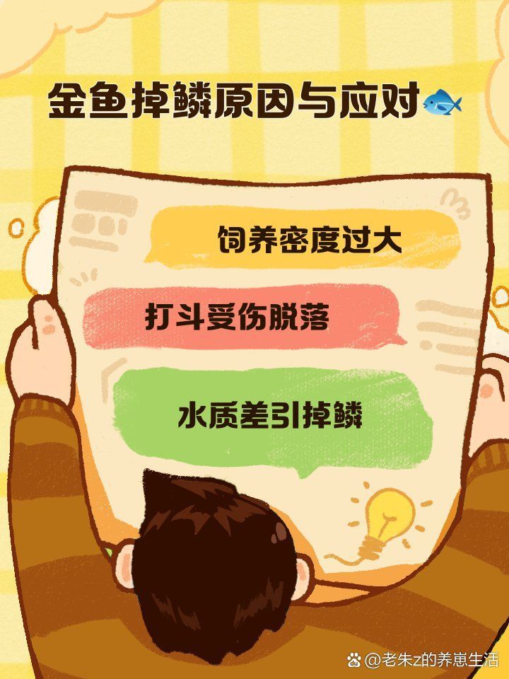 金魚魚鱗掉了需要多久恢復，金魚的鱗片脫落怎么辦