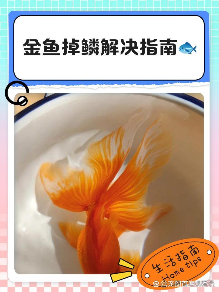 金魚魚鱗掉了需要多久恢復，金魚的鱗片脫落怎么辦