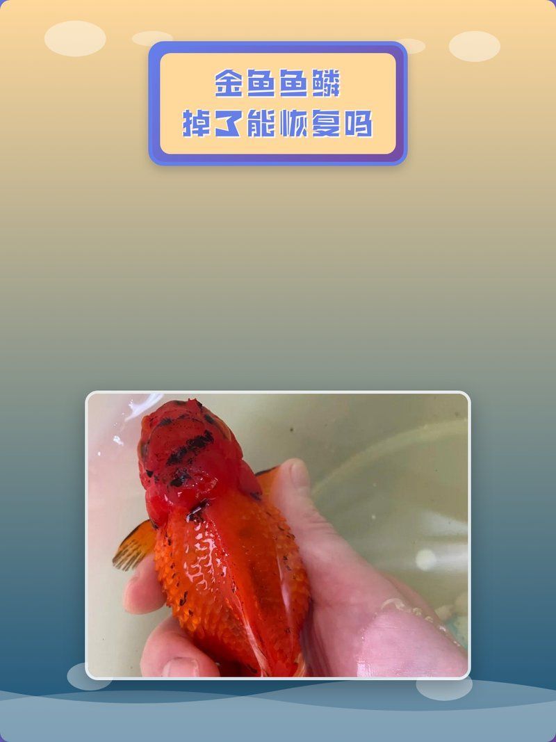 金魚魚鱗掉了需要多久恢復，金魚的鱗片脫落怎么辦