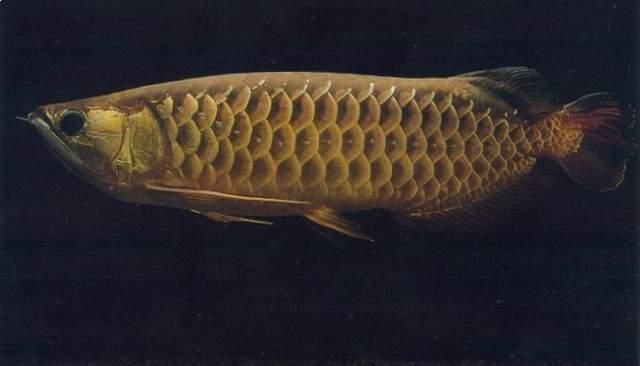 紅背金龍魚品種鑒別，背金龍魚品種鑒別是水產養殖中的一項重要工作 紅背金龍魚品種鑒別，背金龍魚品種鑒別是水產養殖中的一項重要工作 龍魚百科 第6張