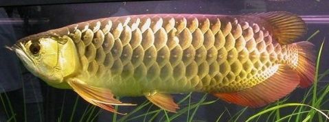 紅背金龍魚品種鑒別，背金龍魚品種鑒別是水產養殖中的一項重要工作 紅背金龍魚品種鑒別，背金龍魚品種鑒別是水產養殖中的一項重要工作 龍魚百科 第9張