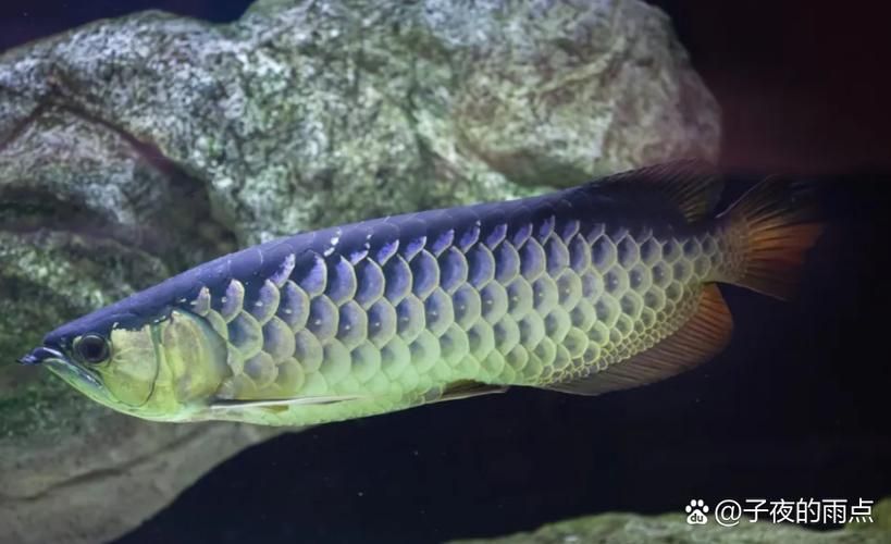 紅背金龍魚品種鑒別，背金龍魚品種鑒別是水產養殖中的一項重要工作 紅背金龍魚品種鑒別，背金龍魚品種鑒別是水產養殖中的一項重要工作 龍魚百科 第5張