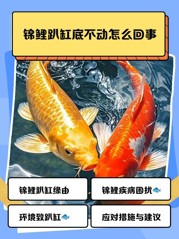 錦鯉不活躍會自行恢復嗎，錦鯉不活躍是否能自行恢復？