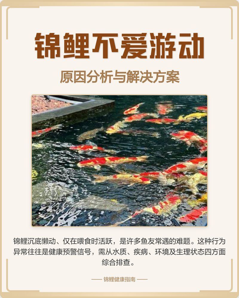 錦鯉不活躍會自行恢復嗎，錦鯉不活躍是否能自行恢復？