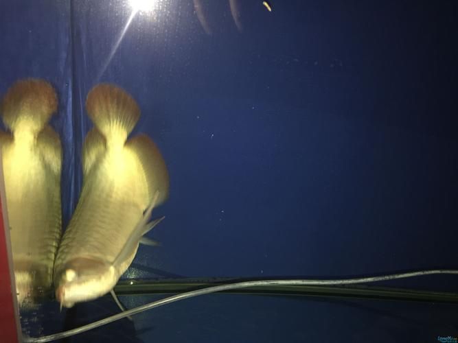 紅龍魚蒙眼最怕三個東西圖片，紅龍魚蒙眼怎么辦