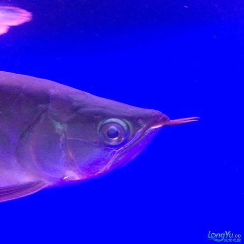 紅龍魚蒙眼最怕三個東西圖片，紅龍魚蒙眼怎么辦