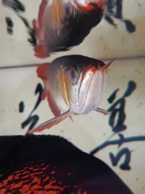 紅龍魚蒙眼最怕三個東西圖片，紅龍魚蒙眼怎么辦