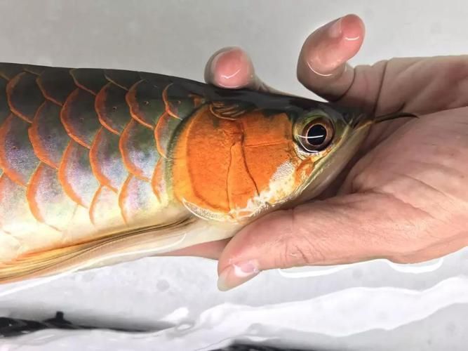 紅龍魚蒙眼最怕三個東西圖片，紅龍魚蒙眼怎么辦