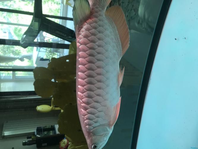 哪些情況下需要立即停用龍魚0號？，\