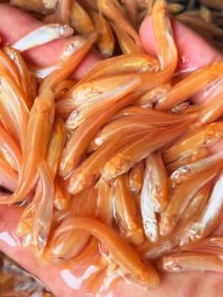 白子招財龍魚，白子招財龍魚和普通龍魚的區別，如何區分白子招財龍魚和普通龍魚