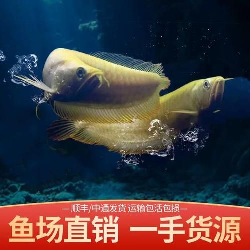 白子招財龍魚，白子招財龍魚和普通龍魚的區別，如何區分白子招財龍魚和普通龍魚