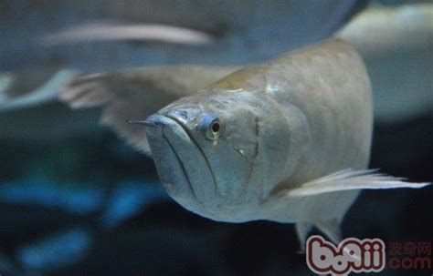 哪些藥物可以有效治療龍魚爛嘴巴？，治療龍魚爛嘴巴的藥物