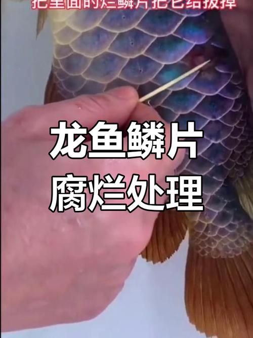 龍魚魚鱗爛圖片，詳細分析龍魚魚鱗爛掉的原因和預防措施和處理方法