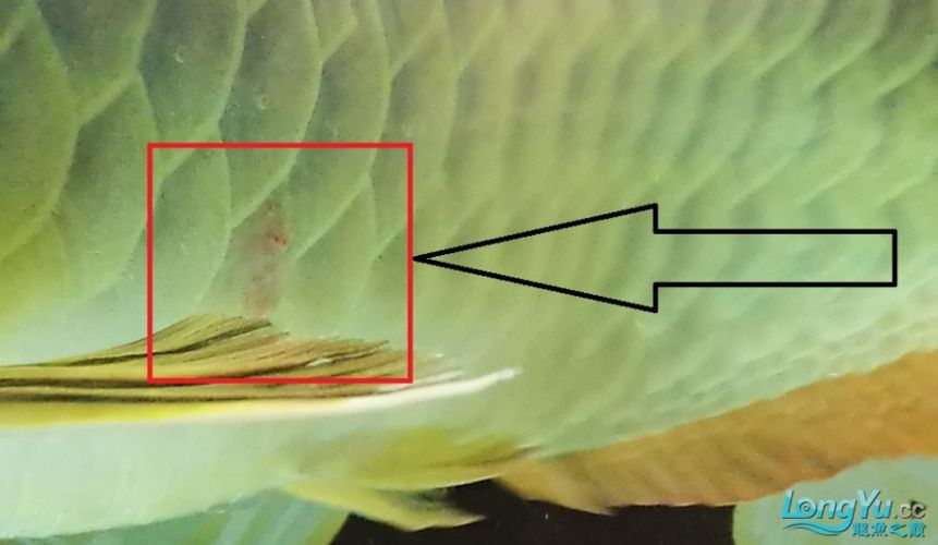 龍魚魚鱗爛圖片，詳細分析龍魚魚鱗爛掉的原因和預防措施和處理方法