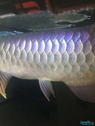 龍魚魚鱗爛圖片，詳細分析龍魚魚鱗爛掉的原因和預防措施和處理方法