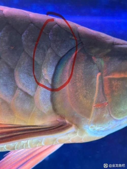 龍魚魚鱗爛圖片，詳細分析龍魚魚鱗爛掉的原因和預防措施和處理方法