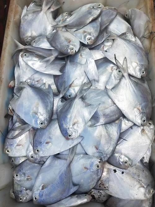 給我一些倉龍魚的高清圖片，倉龍魚有哪些品種，如何區分金龍魚和紅龍魚？