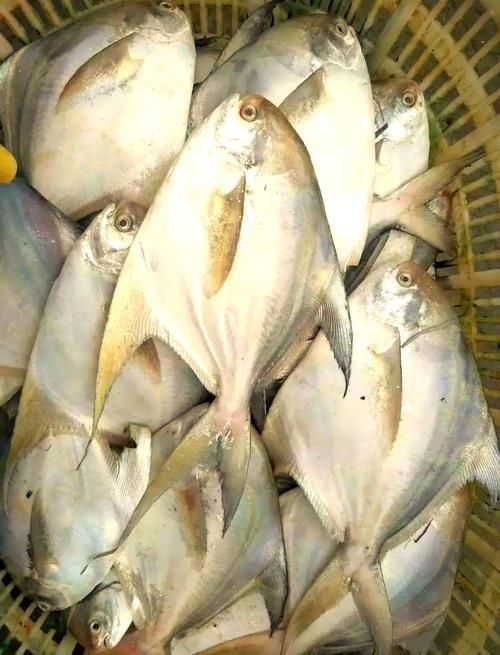 給我一些倉龍魚的高清圖片，倉龍魚有哪些品種，如何區分金龍魚和紅龍魚？