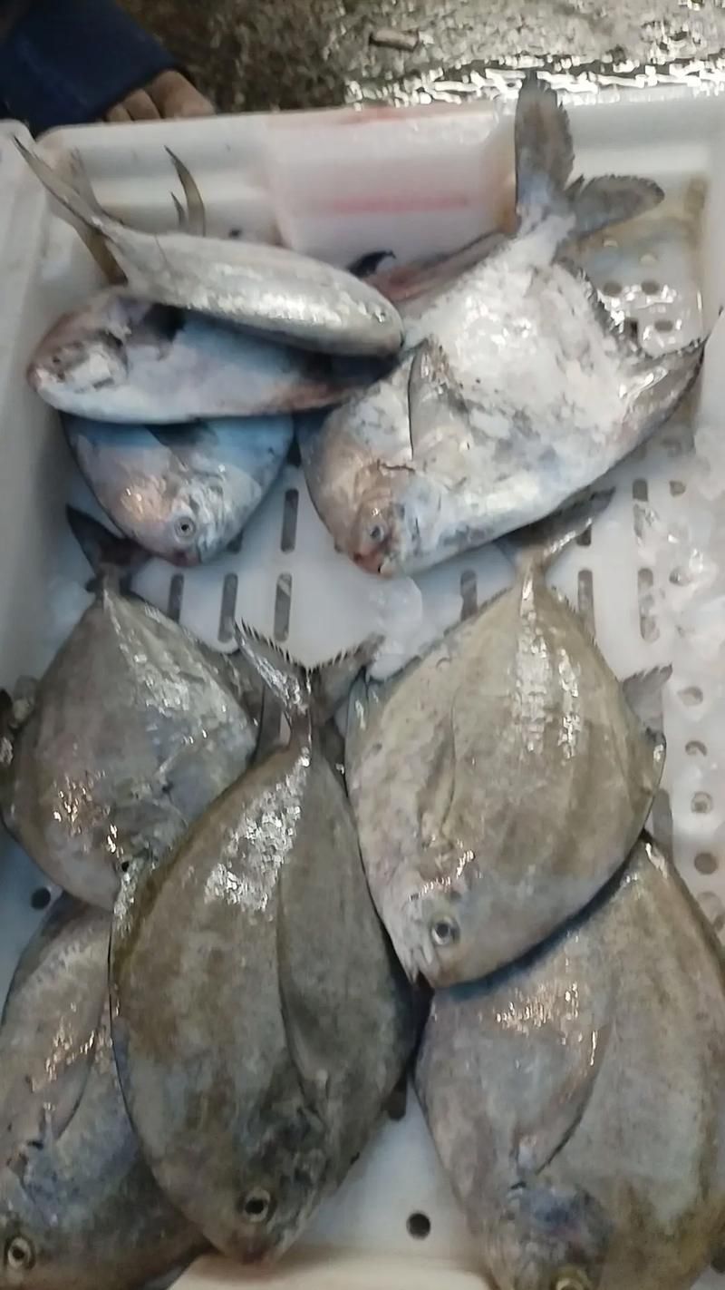 給我一些倉龍魚的高清圖片，倉龍魚有哪些品種，如何區分金龍魚和紅龍魚？