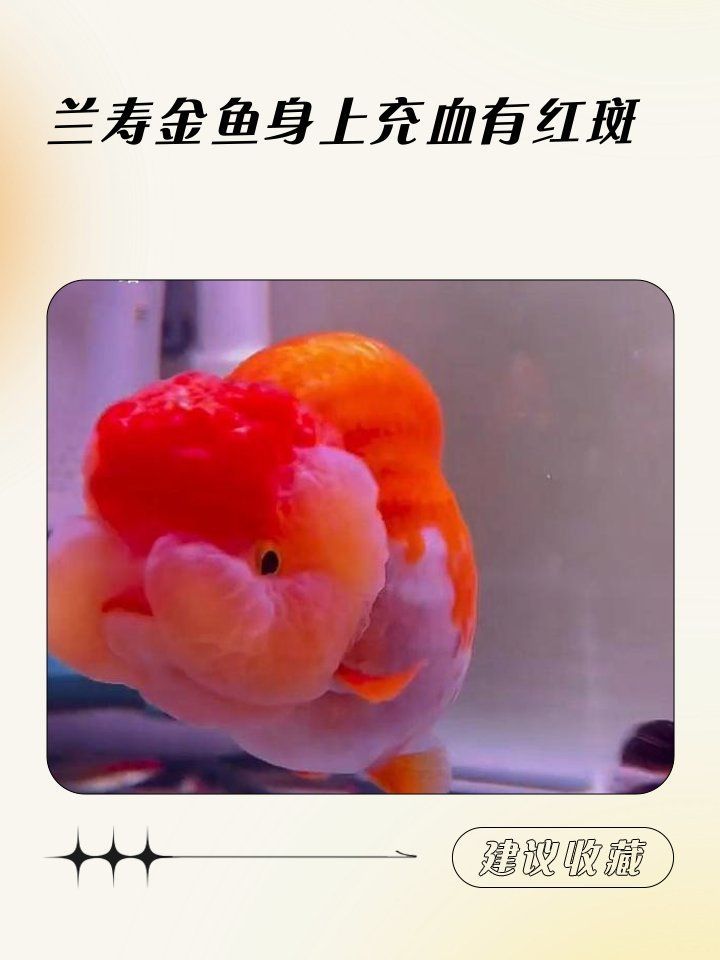 詳細(xì)說說金魚充血的癥狀有哪些