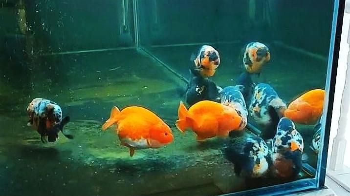 詳細(xì)說說金魚充血的癥狀有哪些