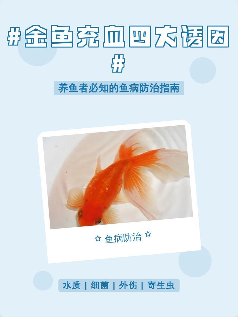 詳細(xì)說說金魚充血的癥狀有哪些