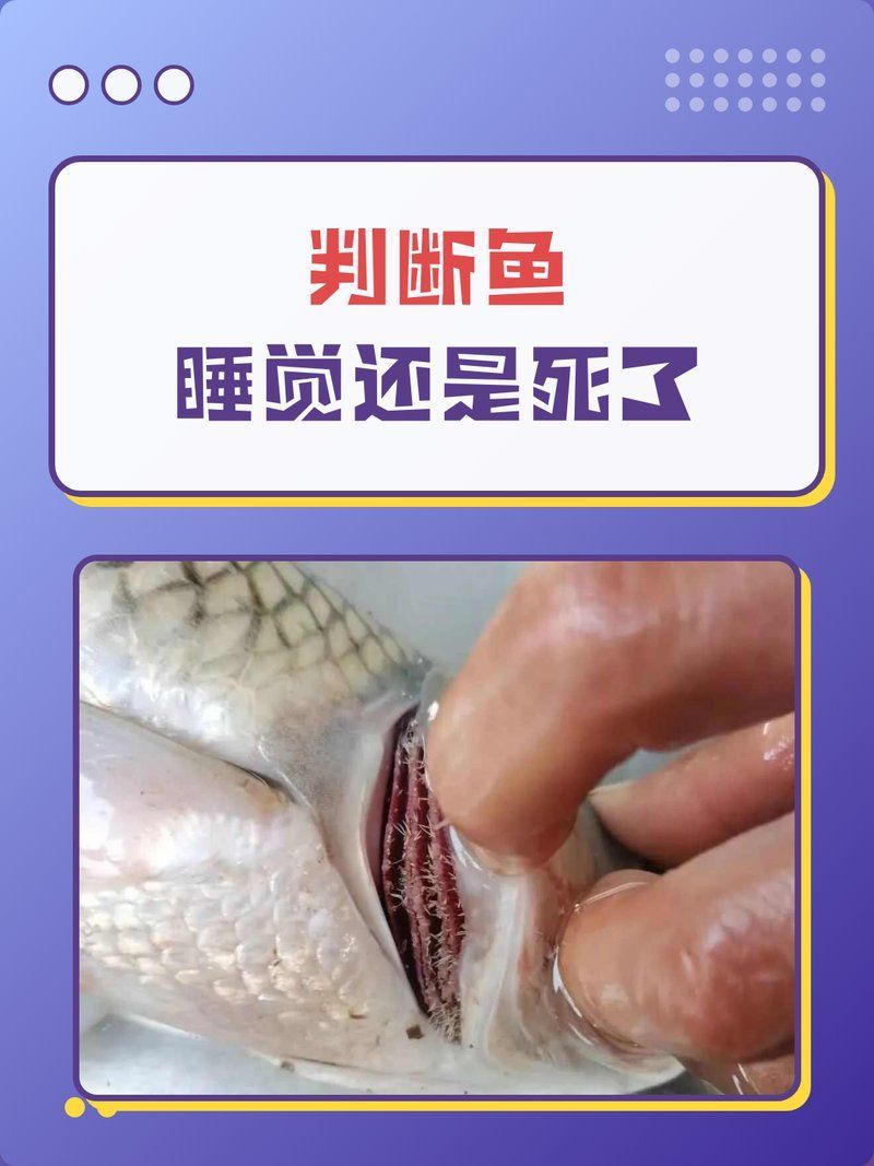 如何判斷魚是否死掉，如何判斷魚是否死亡