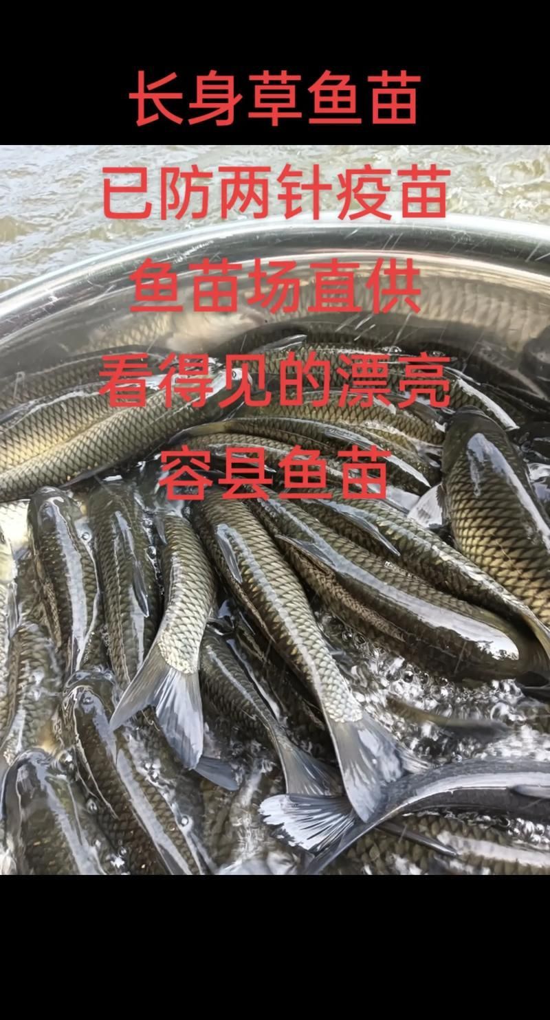 哪里可以買到正宗的重慶紅龍魚苗?,重慶紅龍魚苗怎么樣? 龍魚百科 第1張 哪里可以買到正宗的重慶紅龍魚苗?,重慶紅龍魚苗怎么樣? 哪里可以買到正宗的重慶紅龍魚苗?,重慶紅龍魚苗怎么樣? 龍魚百科 第1張