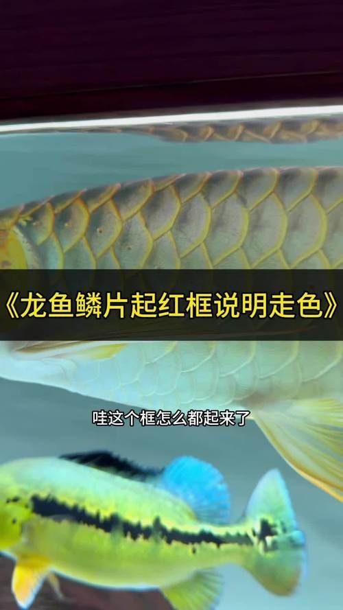 如何鑒別真假淡水龍魚？，真假淡水龍魚是養魚愛好者和水族館工作人員經常面臨的挑戰
