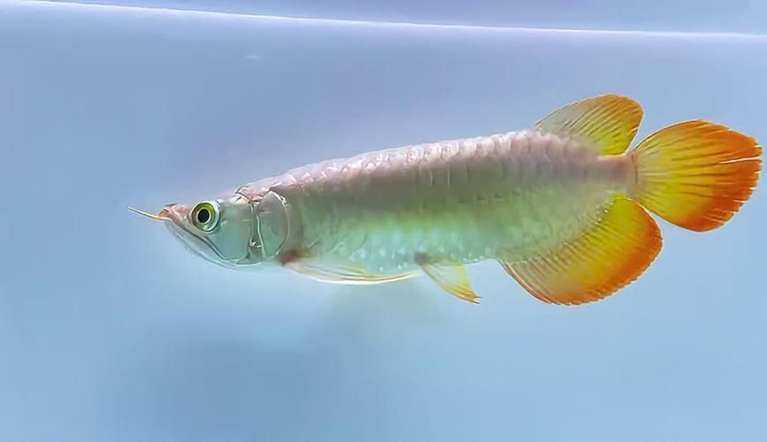 祥龍魚場的紅龍魚價格范圍是多少，祥龍魚場的紅龍魚價格因品相、體型和發色等級差異顯著