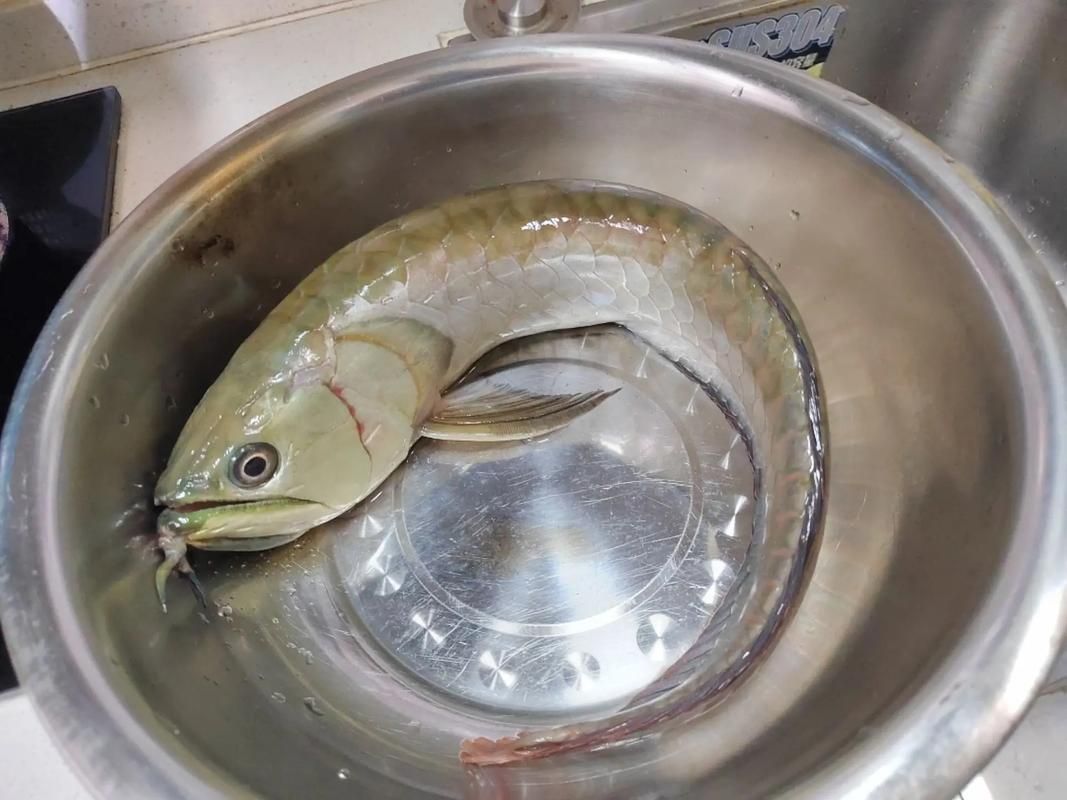 還有哪些化州龍魚的簡單做法？，化州龍魚的做法