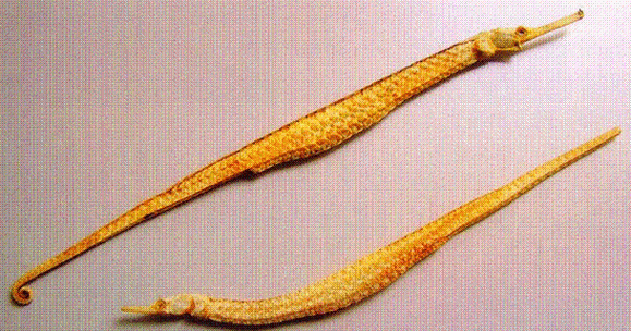 如何辨別真假海龍魚，如何辨別真假海龍魚（syngnathidae）真假海龍魚