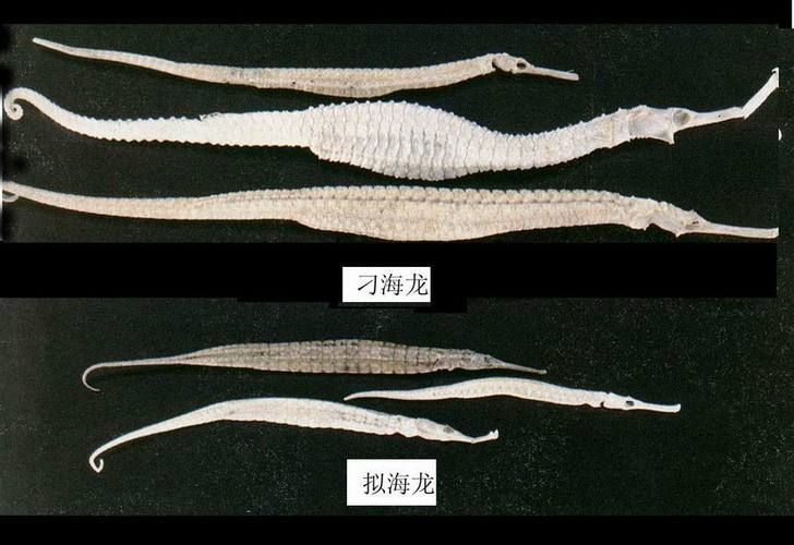 如何辨別真假海龍魚，如何辨別真假海龍魚（syngnathidae）真假海龍魚