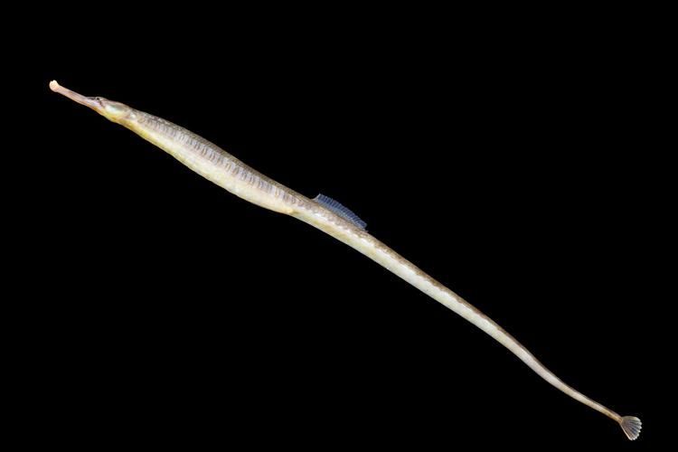 如何辨別真假海龍魚，如何辨別真假海龍魚（syngnathidae）真假海龍魚