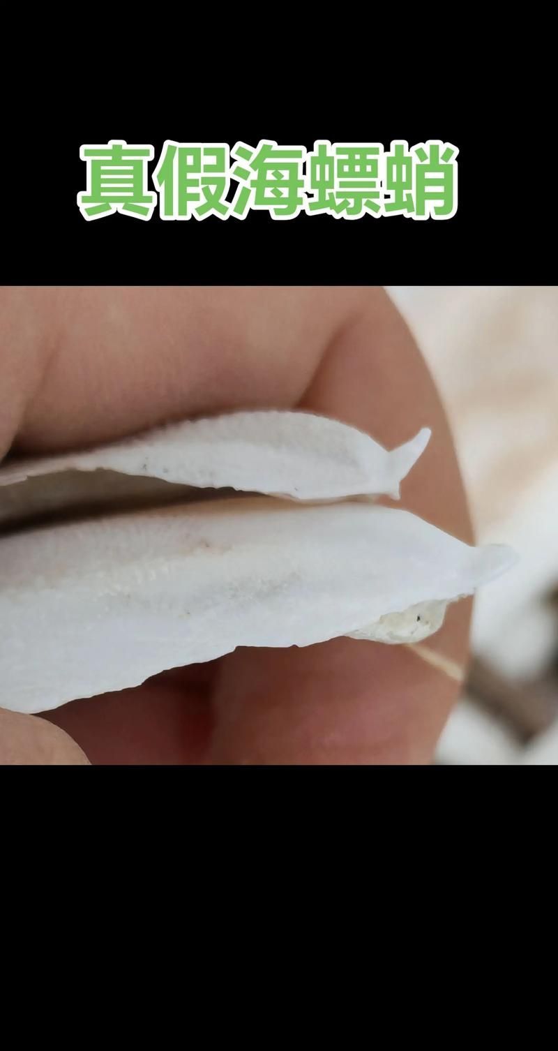 如何辨別真假海龍魚，如何辨別真假海龍魚（syngnathidae）真假海龍魚