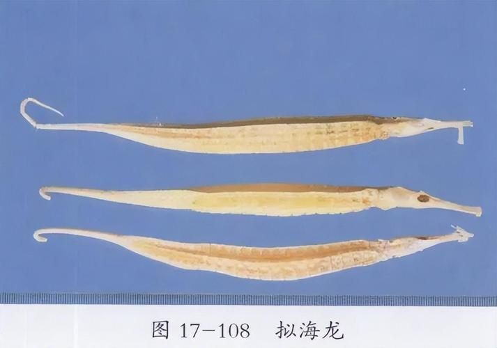 如何辨別真假海龍魚，如何辨別真假海龍魚（syngnathidae）真假海龍魚