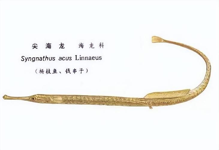 如何辨別真假海龍魚，如何辨別真假海龍魚（syngnathidae）真假海龍魚