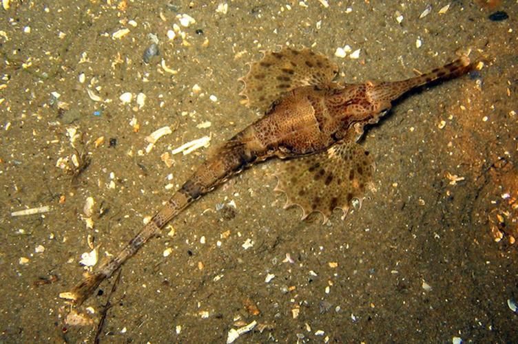 小龍魚(yú)在海洋中存在嗎？，小龍魚(yú)在海洋中是否存在