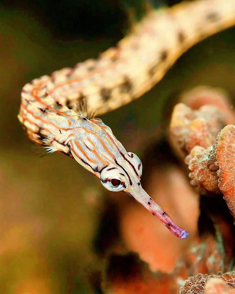 小龍魚(yú)在海洋中存在嗎？，小龍魚(yú)在海洋中是否存在