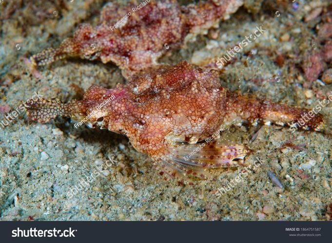 小龍魚(yú)在海洋中存在嗎？，小龍魚(yú)在海洋中是否存在