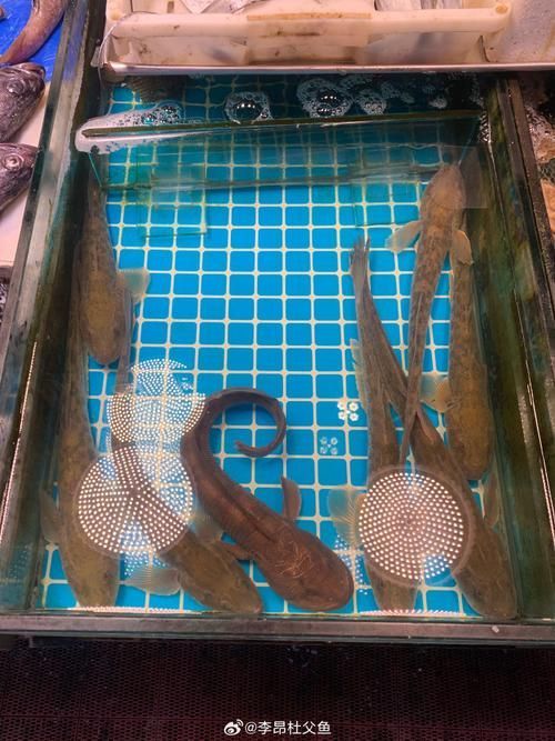 小龍魚(yú)在海洋中存在嗎？，小龍魚(yú)在海洋中是否存在