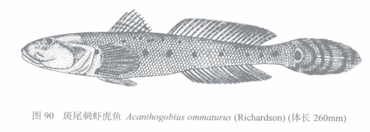 小龍魚(yú)在海洋中存在嗎？，小龍魚(yú)在海洋中是否存在