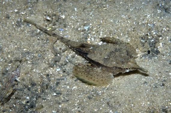 小龍魚(yú)在海洋中存在嗎？，小龍魚(yú)在海洋中是否存在