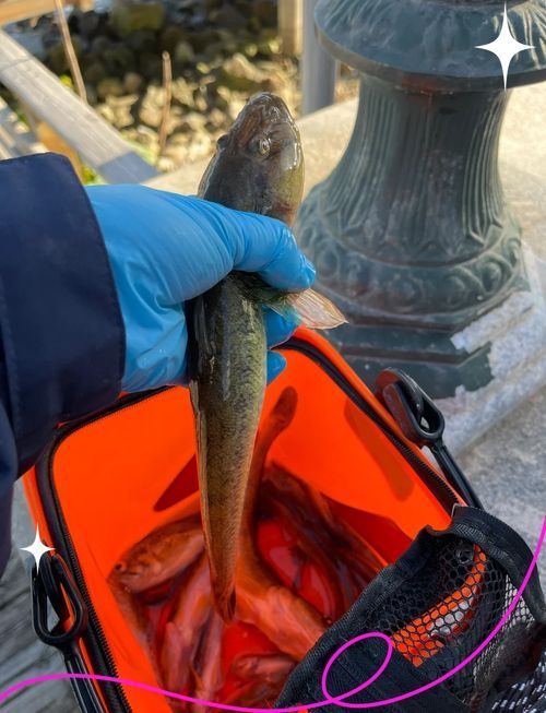 小龍魚(yú)在海洋中存在嗎？，小龍魚(yú)在海洋中是否存在