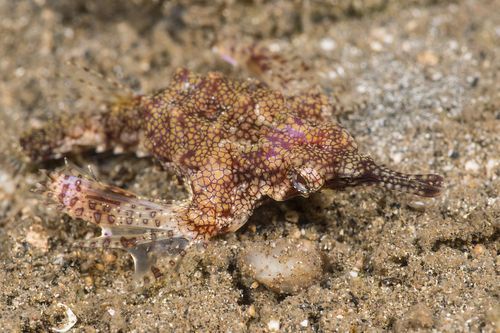 小龍魚(yú)在海洋中存在嗎？，小龍魚(yú)在海洋中是否存在