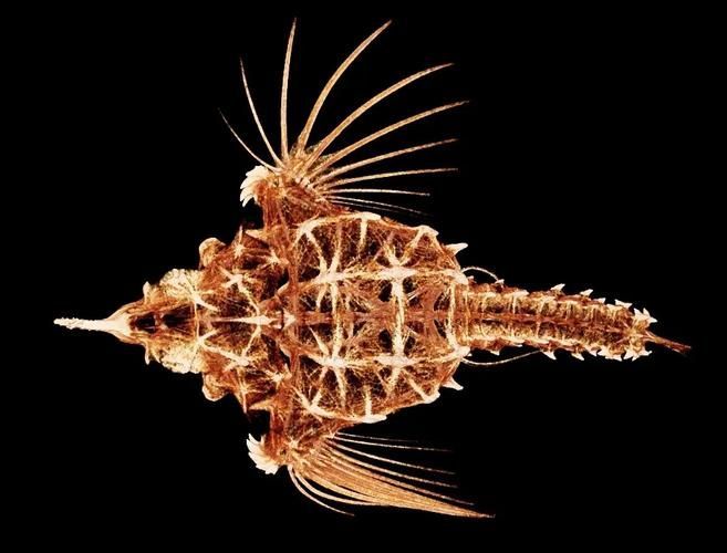 小龍魚(yú)在海洋中存在嗎？，小龍魚(yú)在海洋中是否存在
