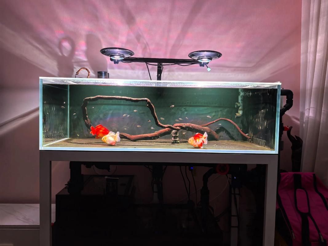 20厘米金頭過背金龍魚飼養注意事項，20厘米金頭過背金龍魚的飼養注意事項