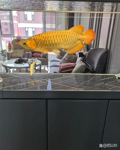 20厘米金頭過背金龍魚飼養注意事項，20厘米金頭過背金龍魚的飼養注意事項