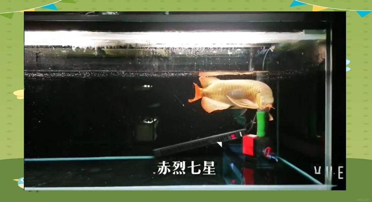 龍魚立鱗病自愈后如何預防復發，龍魚立鱗病自愈后如何預防復發，