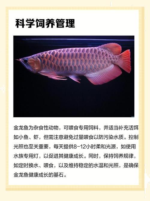 給我一些龍魚的圖片用于鑒別,如何準確鑒別龍魚品種? 龍魚百科 第20張 給我一些龍魚的圖片用于鑒別,如何準確鑒別龍魚品種? 給我一些龍魚的圖片用于鑒別,如何準確鑒別龍魚品種? 龍魚百科 第20張